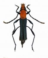 Chrysaethe ochraceicollis   (Zajciw, 1965)