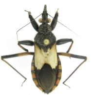 Microtomus sp1