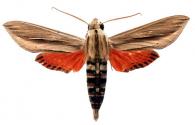 Phryxus caicus  (Cramer, 1777)