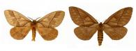 Pseudodirphia agis agis (Cramer, 1775) ♂ & ♀