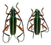 Mionochroma guyanense Juhel & Dalens, 2017  ♂ & ♀