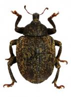 Hyperinae Gen sp66