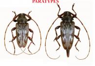 Baryssinus giuglarisi Santos-Silva, Bezark, Audureau, 2025 ♂ & ♀  PARATYPES