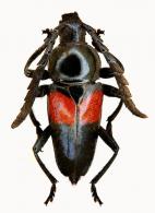 Lissonotus sp G81