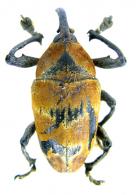 Cholus annulatus  (Linné, 1764)
