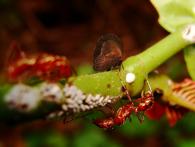 Membracidae Gen sp.