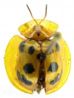 Coptocycla undecimpunctata (Fabricius, 1781)