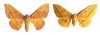 Eacles barnesi Schaus, 1905 ♂ & ♀