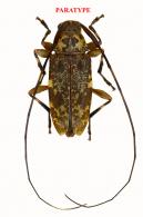 Sternacutus odettae  Roguet, 2022  PARATYPE