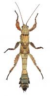 Prisopus sp3