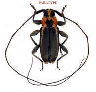 Stenolis celinae Roguet, 2022  PARATYPE