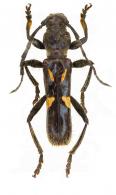 Stenygra angustata  (Olivier, 1790)