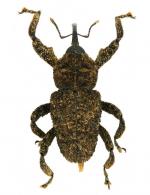 Siron retrospinosus Fiedler, 1950