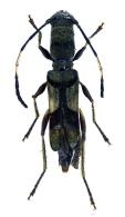 Epropetes elongata  Martins, 1975