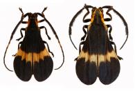 Apeba barauna  Martins & Galileo 1991  ♂ & ♀