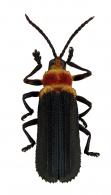 Chalepus sp1