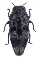 Brachys sp7