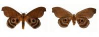 Hyperchiria aniris (Jordan, 1910) ♂ & ♀