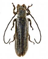 Cacostola grisea Dillon & Dillon, 1946