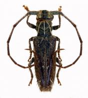 Ischnolea odettae  Martins, Galileo & Tavakilian, 2008