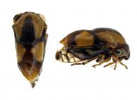 Harmonides sp1