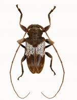 Oreodera dalensi ? Neouze & Tavakilian, 2011