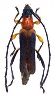 Mimommata mollardi   Penaherrera-Leva & Tavakilian, 2003