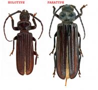 Chorenta toulgoeti Dalens, Touroult, Tavakilian, 2010 ♂ HOLOTYPE & PARATYPE ♀
