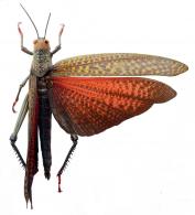 Tropidacris cristata cristata  (Linné, 1758)