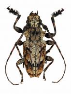 Steirastoma stellio   Pascoe, 1866