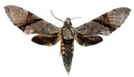 Manduca lefeburii lefeburii  (Guerin-Ménéville, 1844)