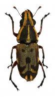 Antrhibinae Gen sp27