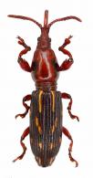 Brentinae Gen sp17