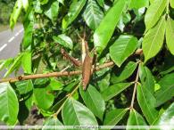 Aeolacris caternaulti