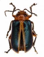 Eumolpinae Gen sp23