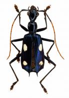 Calophaena acuminata (Olivier, 1790)