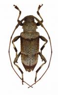Hamatastus simillinus   Monné,1990