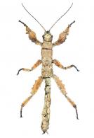 Prisopus sp1
