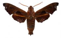 Nyceryx tacita  (Druce, 1888)