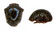 Chelyoidea sp3
