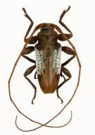 Oreodera veronicae Neouze & Tavakilian, 2010