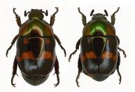Macraspis xanthosticta  Burmeister, 1844  ♂ & ♀
