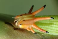 Opsiphanes cassiae