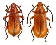 Stratone rufotestacea  Thomson, 1864   ♂ & ♀
