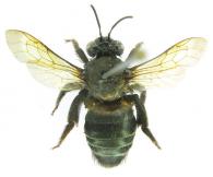 Ptiloglossa sp2
