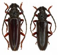 Sphallenum tuberosum  (Bates, 1870)  ♂ & ♀