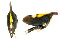 Enchenopa sp2 