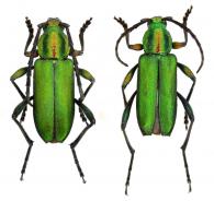 Chrysoprasis festiva  Audinet-Serville, 1834  ♂ & ♀