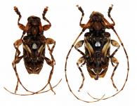 Carphina petulans   Kirsch, 1875  ♂ & ♀