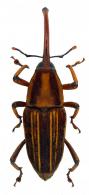 Cactophagus strigosus (Erichson, 1847)